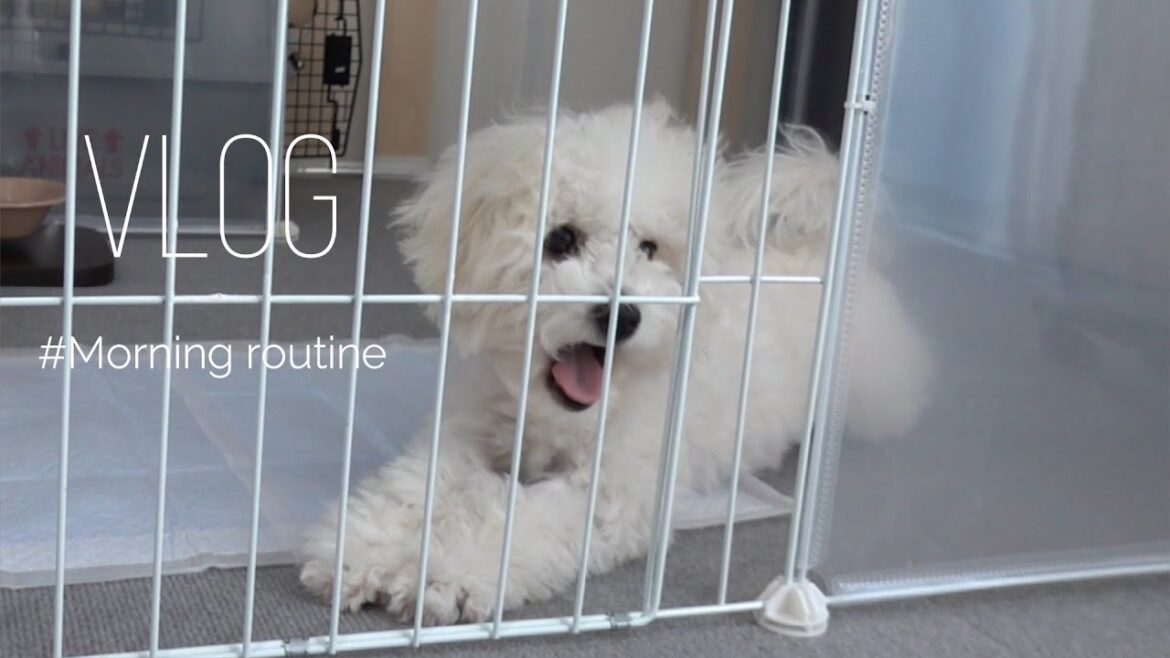 ビションフリーゼと夫婦のモーニングルーティーン