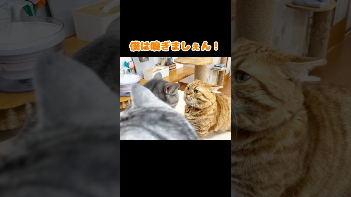 パパは娘が怖いのん #猫 #マンチカン #shorts