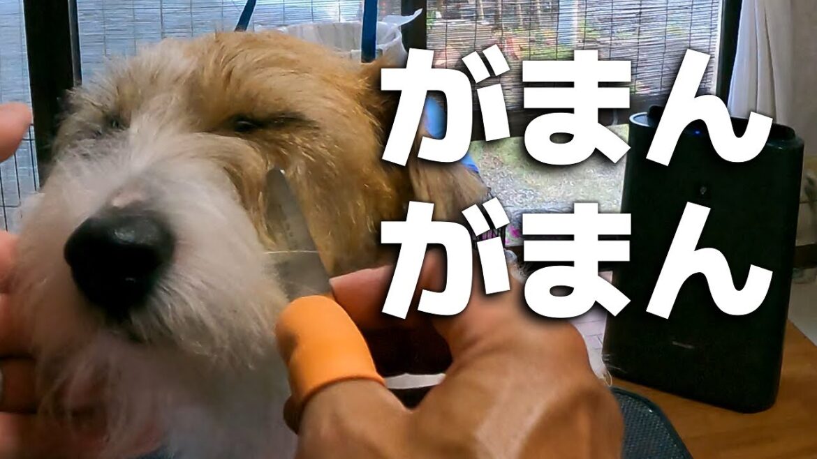 大嫌いな部分を触られるトリミングでも我慢でこなすジャックラッセルテリア