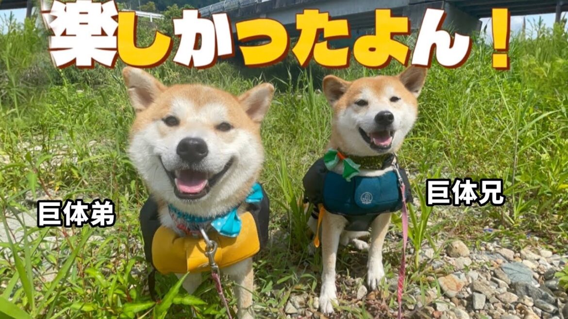 柴犬巨体兄弟の川遊びはやっぱり個性的でした!(笑) 柴犬巨体兄弟の川遊びはやっぱり個性的でした!(笑)