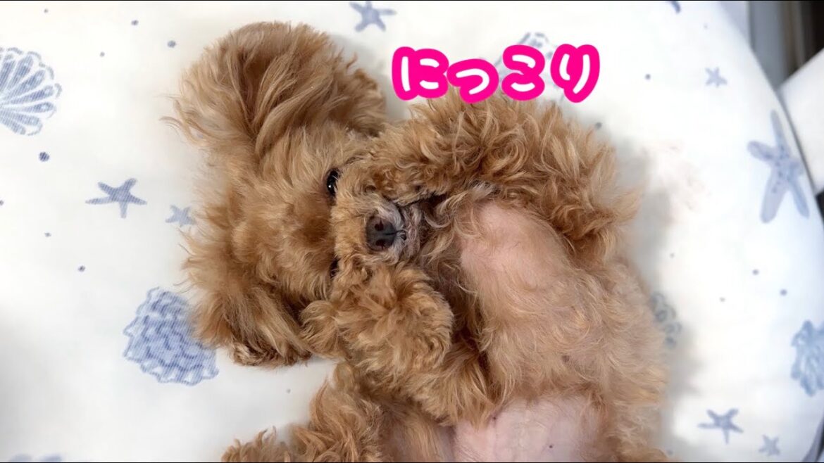 ニコニコ笑顔で寝る犬／腕枕で二度寝がかわいい…【トイプードルのコロン】