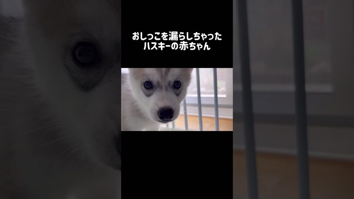 おしっこを漏らしちゃったハスキーの赤ちゃん #シベリアンハスキー #ハスキー #ハスキー犬