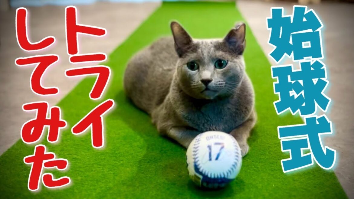 ロシアンブルー | 猫にもLAで話題の芸ができるかな？ [Russian Blue cat Kotetsu] Can the cats do the tricks trending in LA?