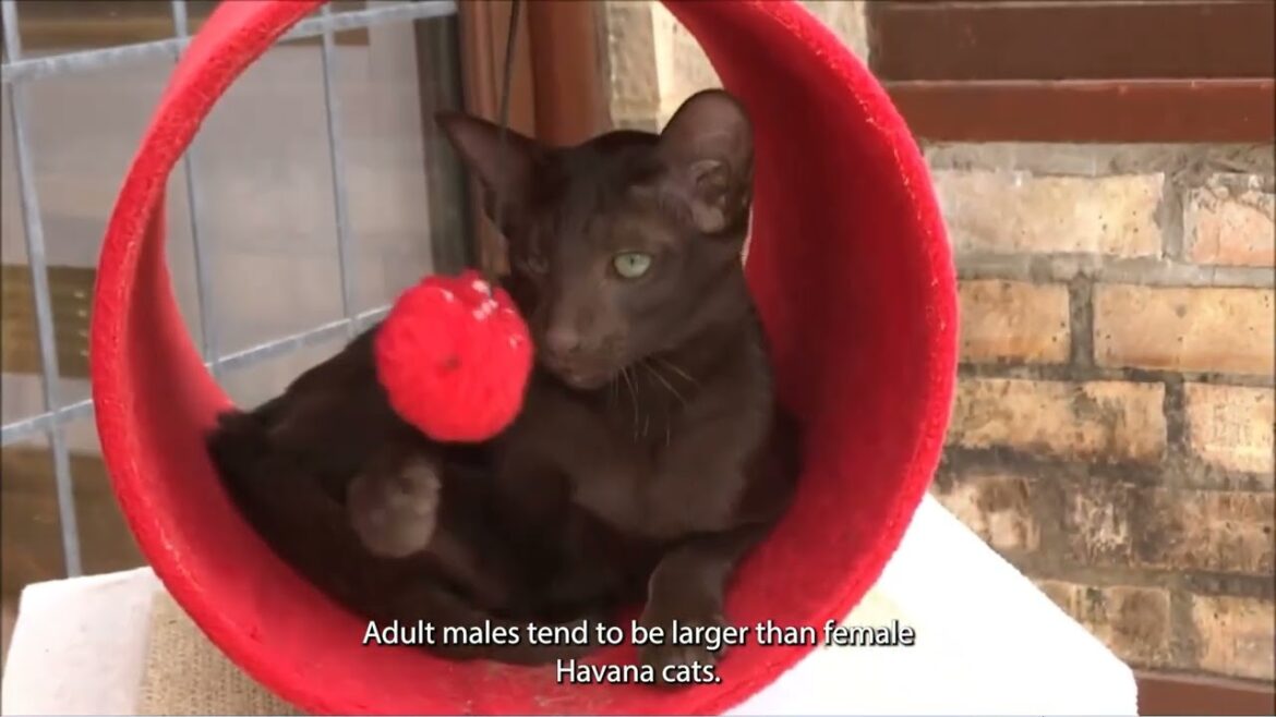 Havana Brown cat care and characteristics Havana Brown cat care and characteristics