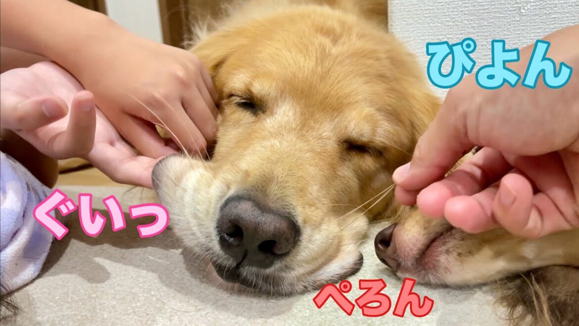 どうやっても起きない愛犬が可愛すぎる【ゴールデンレトリバーとミニチュアダックスフンド】