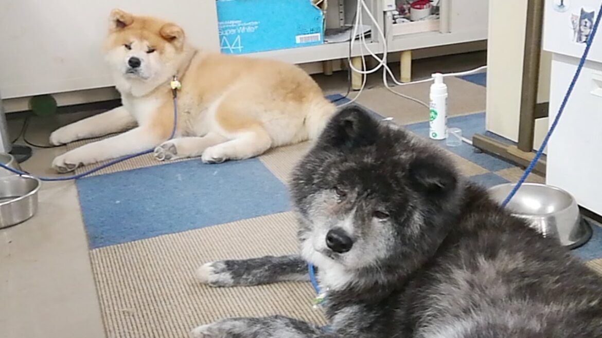 秋田犬会館配信！