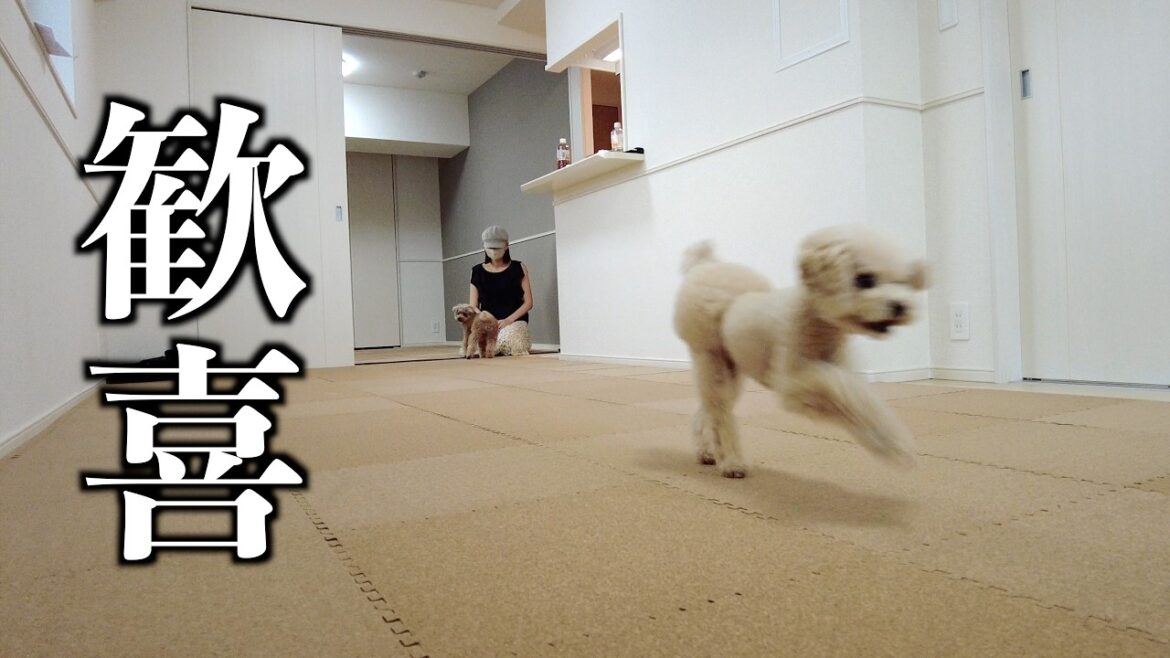 新居にマットを敷き詰めたら愛犬が大歓喜しました♪ 【トイプードル】 新居にマットを敷き詰めたら愛犬が大歓喜しました♪ 【トイプードル】