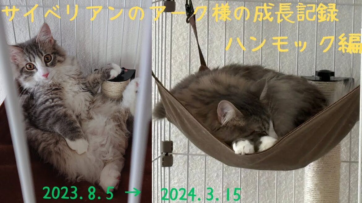 お迎えから約１年の成長記録（ハンモック編）Siberian サイベリアン