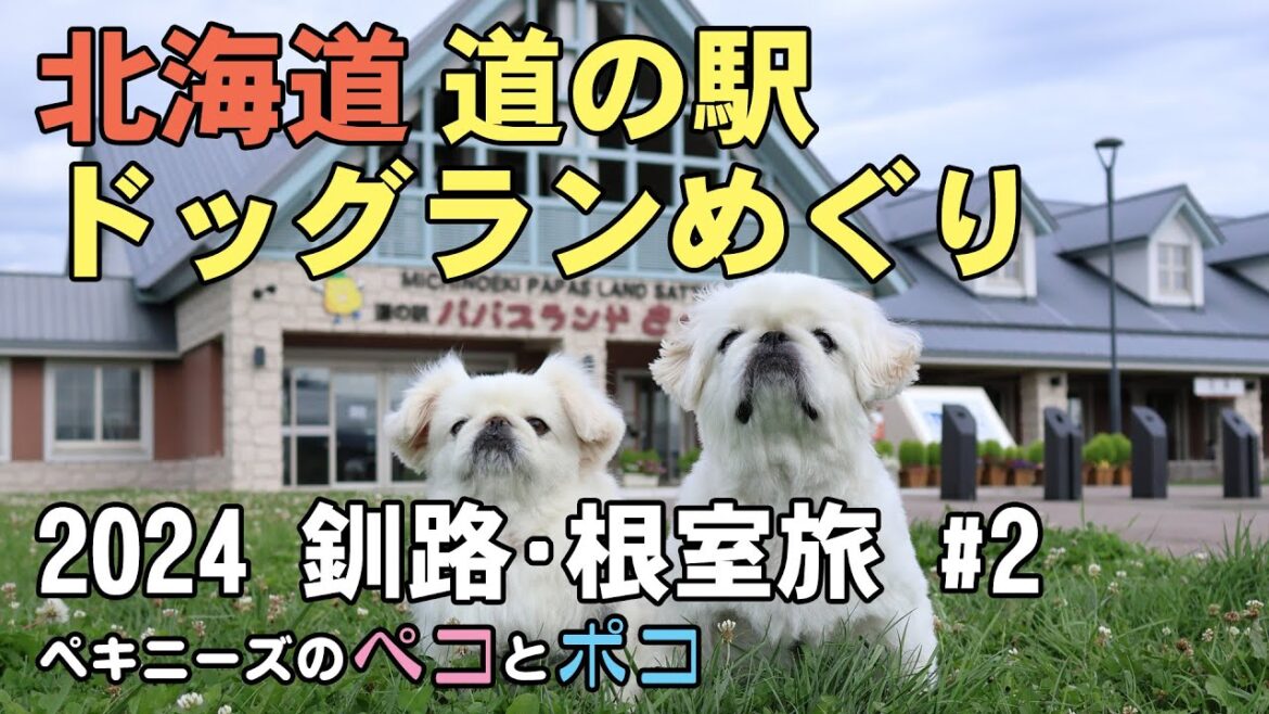 ペキニーズ（犬）ペコ 7歳・ポコ 6歳★北海道 道の駅ドッグランめぐりの旅 2024夏 釧路・根室旅 ＃２