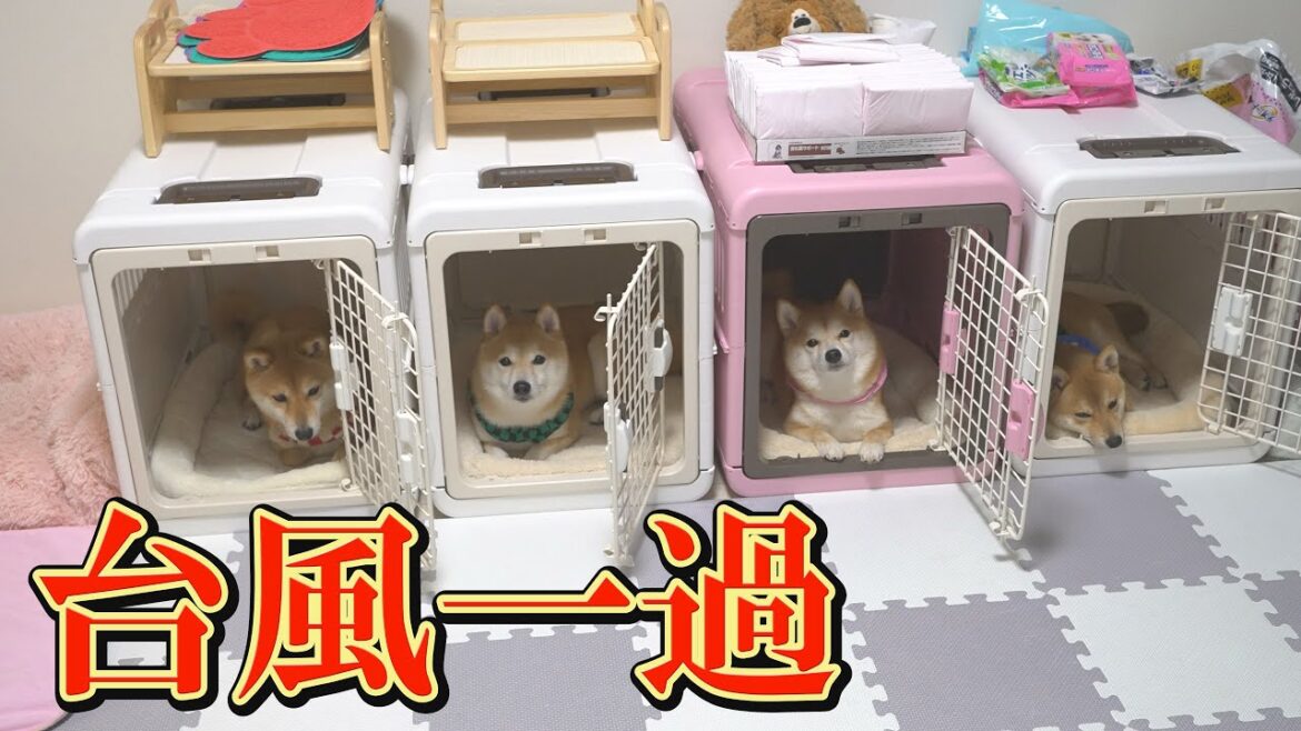 恐ろしい台風が去り、ハーフバースデーを迎えた子犬へのプレゼント