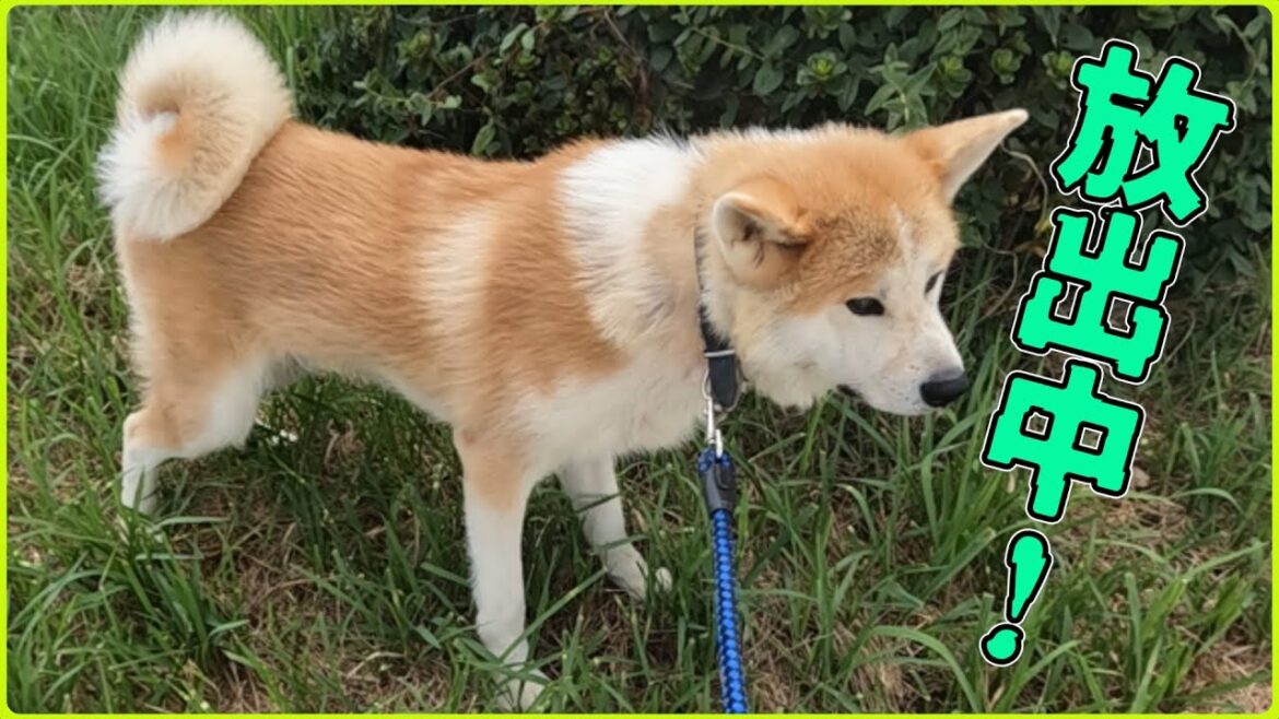 秋田犬【朝陽】チャンネル　お父さんは僕のことをよく観察してくれているのだ。なにをしてもカワイイ朝陽