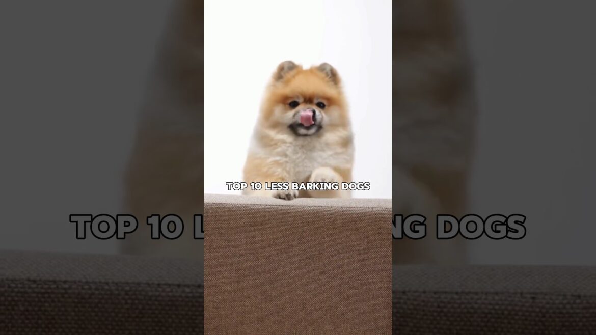 Top 10 Less Barking Dogs 🐕 | कम भौंकने वाले कुत्ते 🐶 Top 10 Less Barking Dogs 🐕 | कम भौंकने वाले कुत्ते 🐶