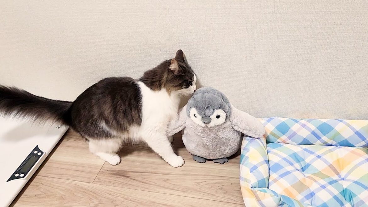 ぬいぐるみを毛づくろいする？ノルウェージャンフォレストキャット