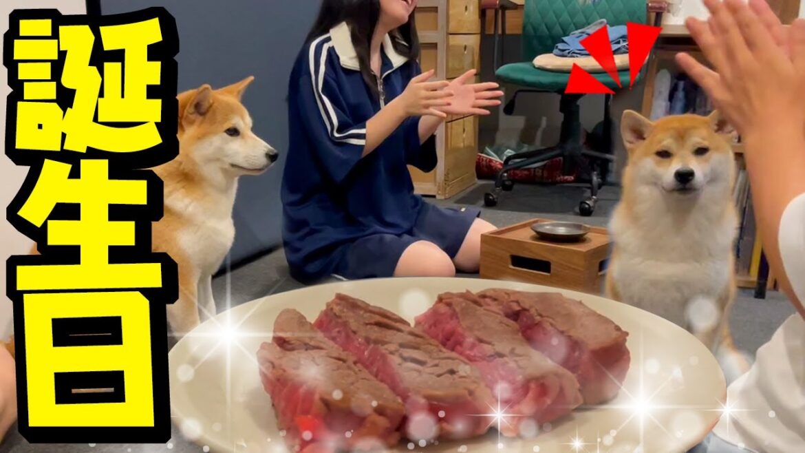 1才の誕生日を全力でお祝いしたら柴犬にドン引きされました