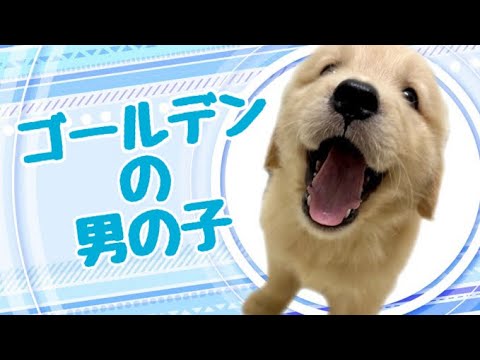 ゴールデンレトリーバーの子犬 (和歌山) ゴールデンレトリーバーの子犬 (和歌山)