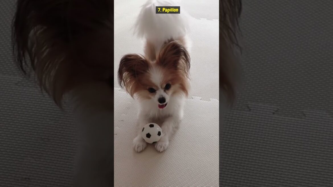 Top 10 Dog Breeds for First Time Owners!