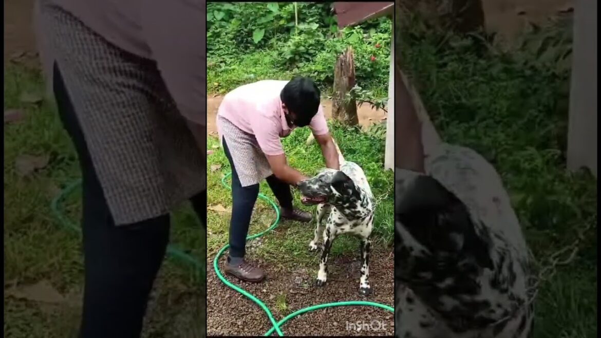 🥰 Rocky ❤️ Dalmatian #Short Video # Home Grooming 🛵✂️🐾