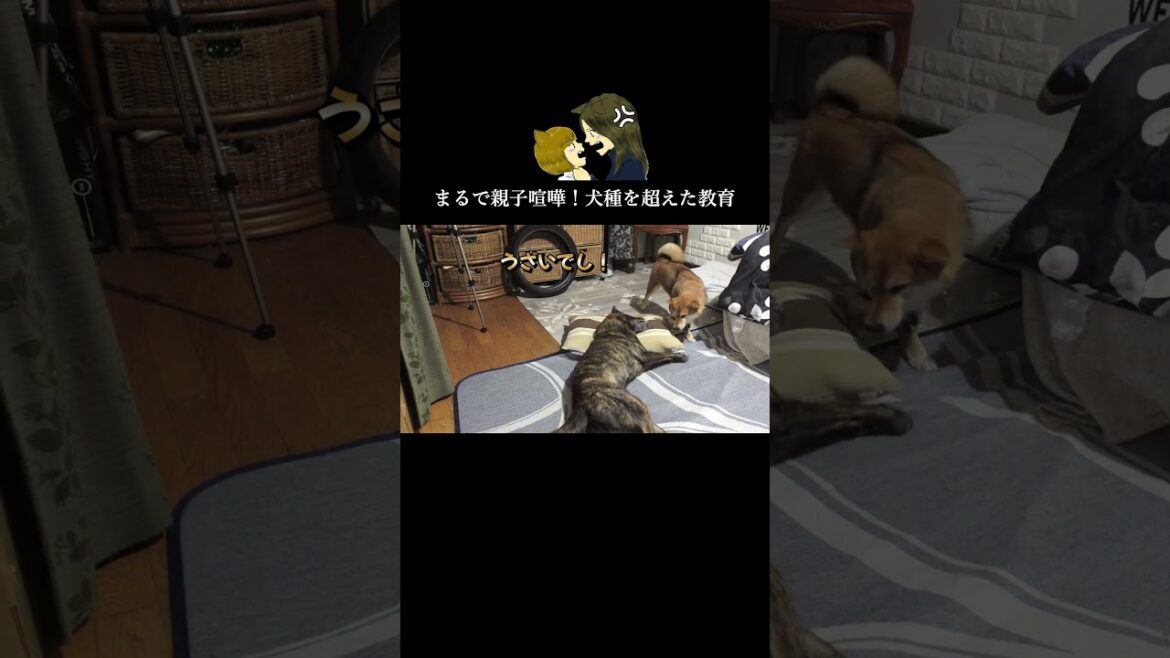 枕の使い方を後輩犬に教える甲斐犬が賢すぎる！　#甲斐犬 #柴犬 #youtubeshorts