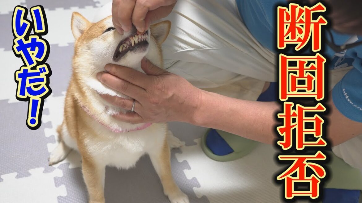 いつも従順な姉柴犬が、飲まなければならない薬を全力で拒否・・・困りました