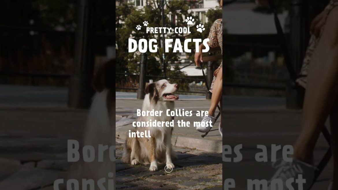 Are Border Collies Too Smart For Their Own Good?