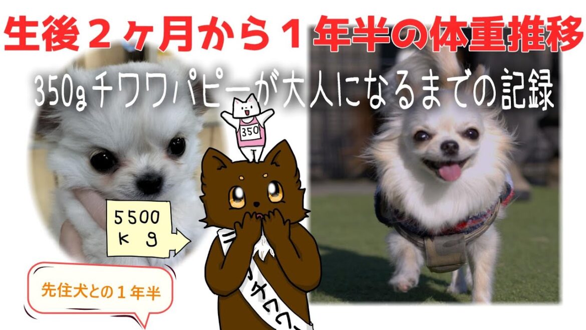 350gチワワパピーの体重推移・先住犬との１年半