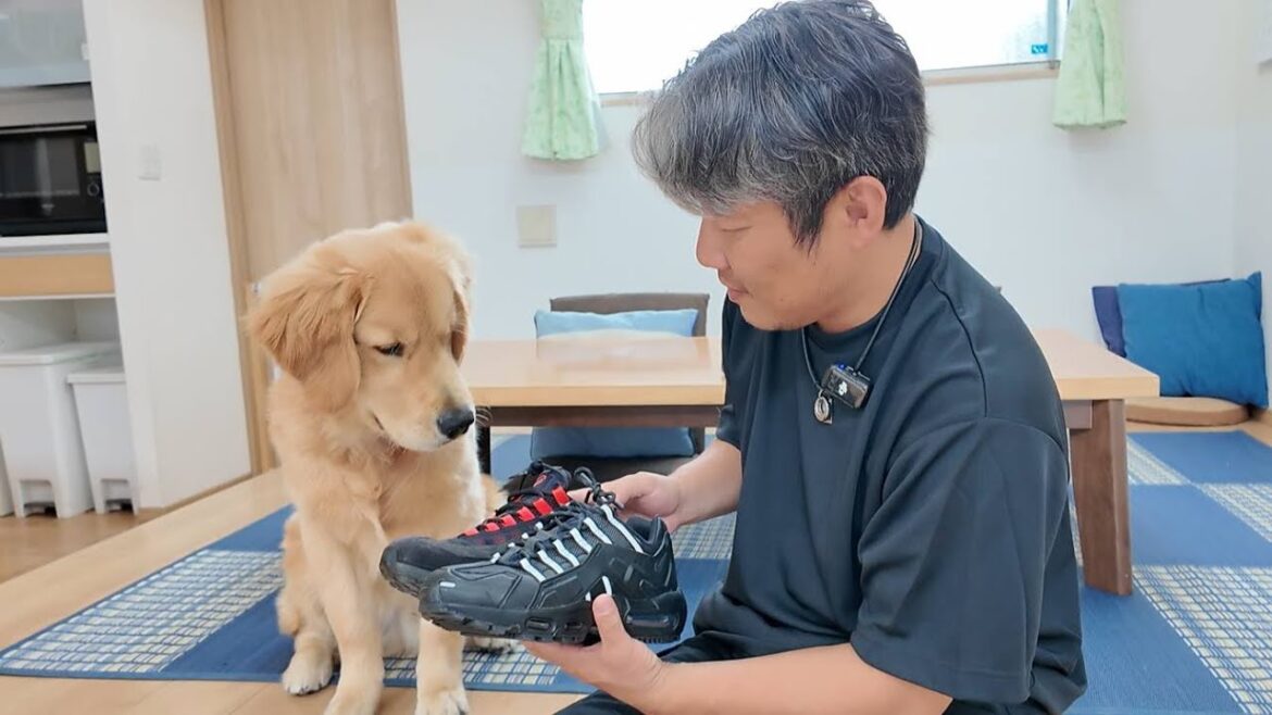 今日は何だか元気が無いパパ。寂しい現実を乗る切る為に進むんです。【Golden Retriever japan】 今日は何だか元気が無いパパ。寂しい現実を乗る切る為に進むんです。【Golden Retriever japan】