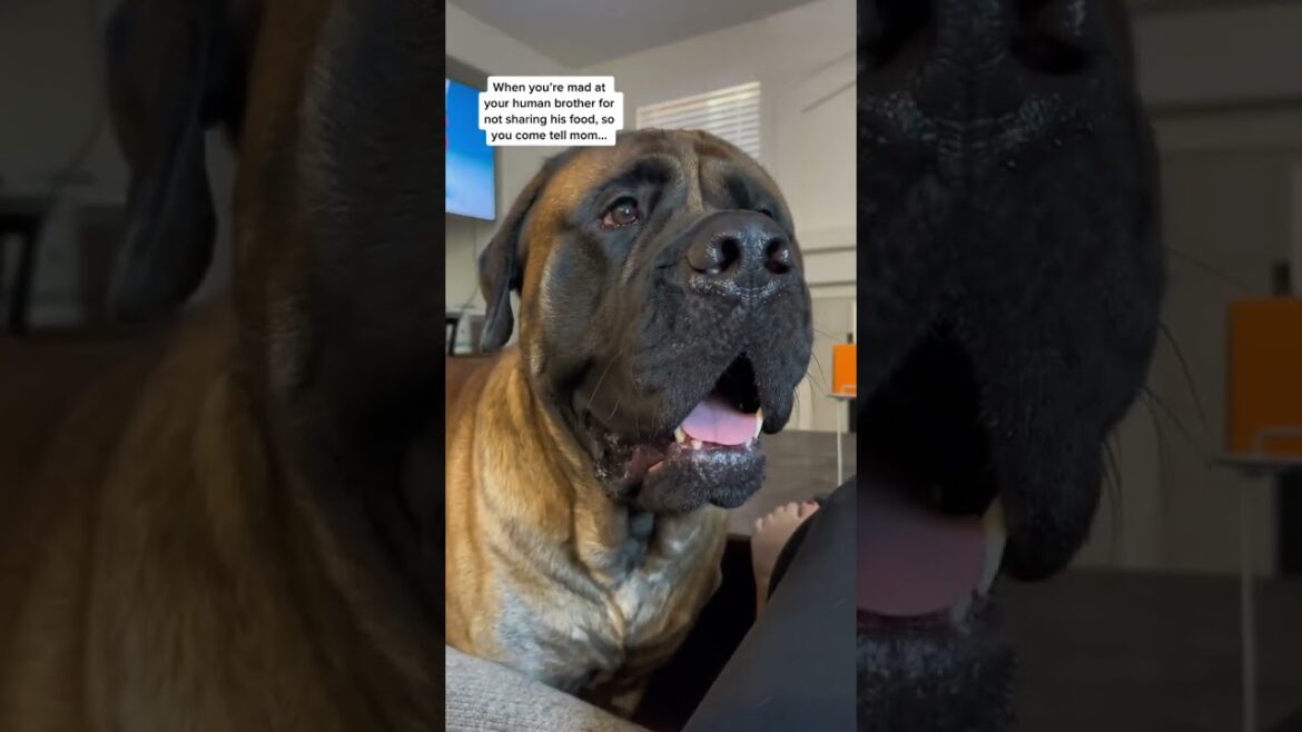 Is this the most dramatic dog ever #dog #dogs #cutedog Is this the most dramatic dog ever #dog #dogs #cutedog