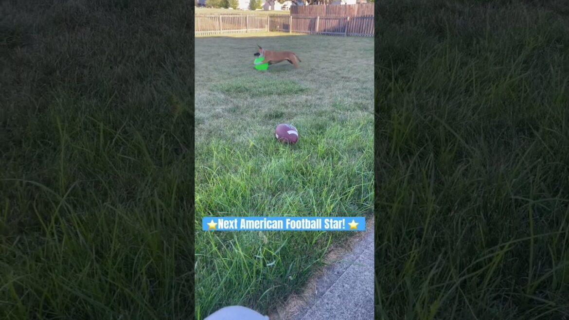 #usa #football #footballshorts #dog #puppy #adorable #cutepet #cutepuppy #basenji #music #funny