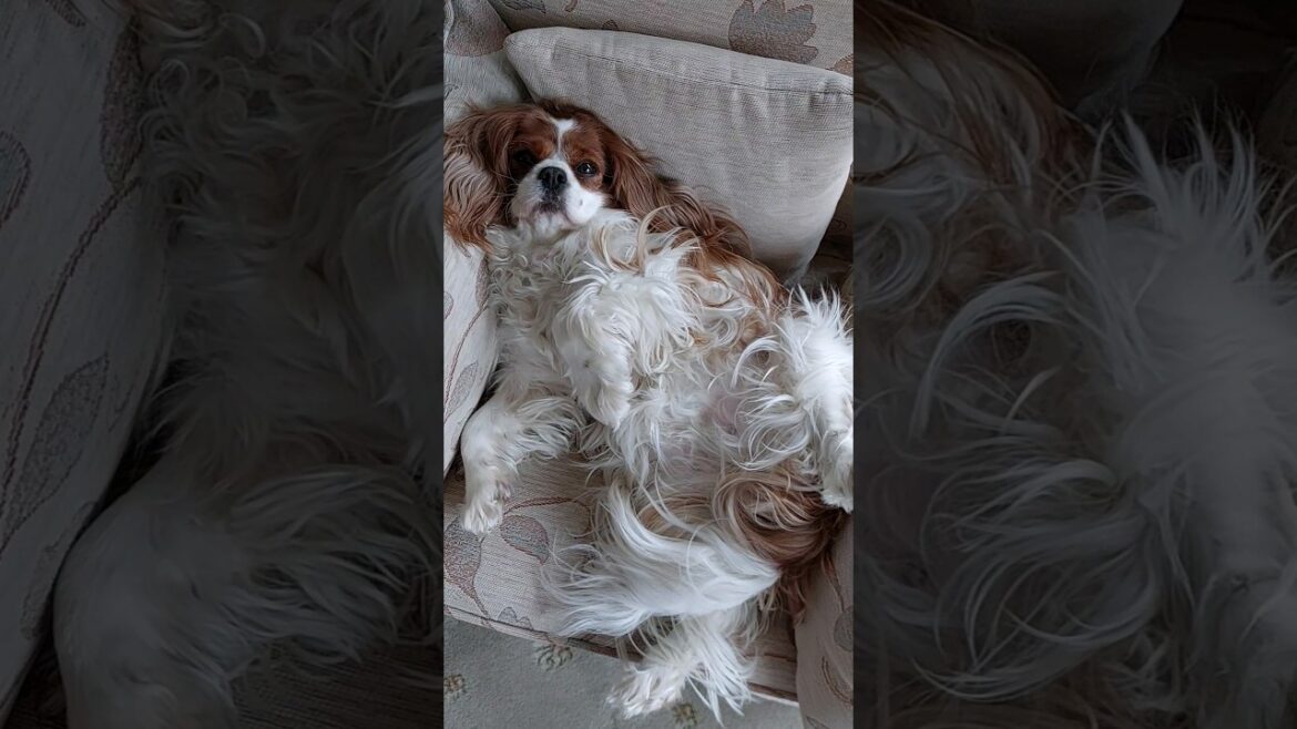 Very busy person 🐶😁 #Mila #cavalierkingcharlesspaniel #mylifewithmila