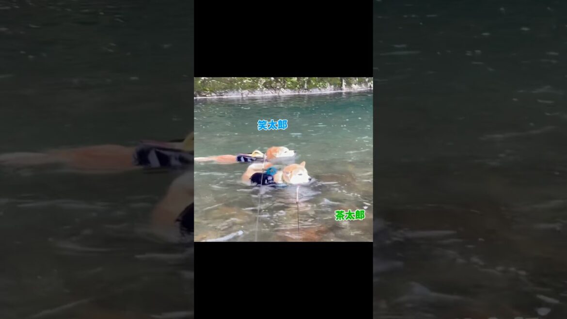 巨体兄弟で泳いだよ #shiba #柴犬 #川遊び 巨体兄弟で泳いだよ #shiba #柴犬 #川遊び