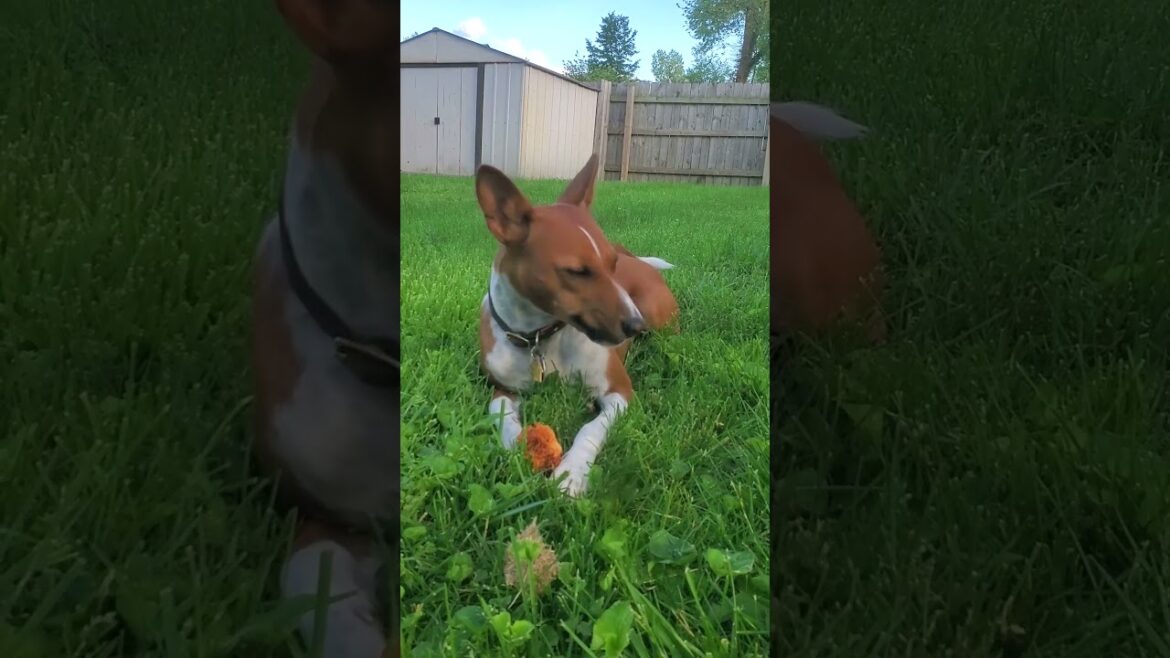 🔊 Basenji ASMR crunchy chew #basenji #dogs #shorts