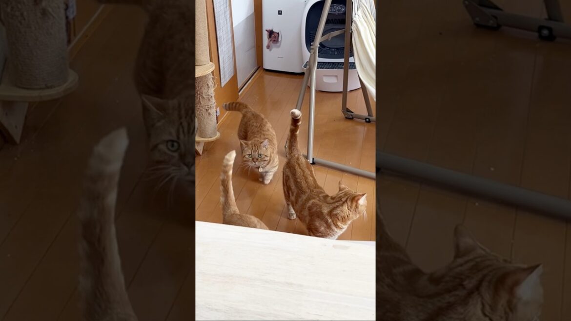 猫猫戦隊サンマンチカン #猫 #shorts