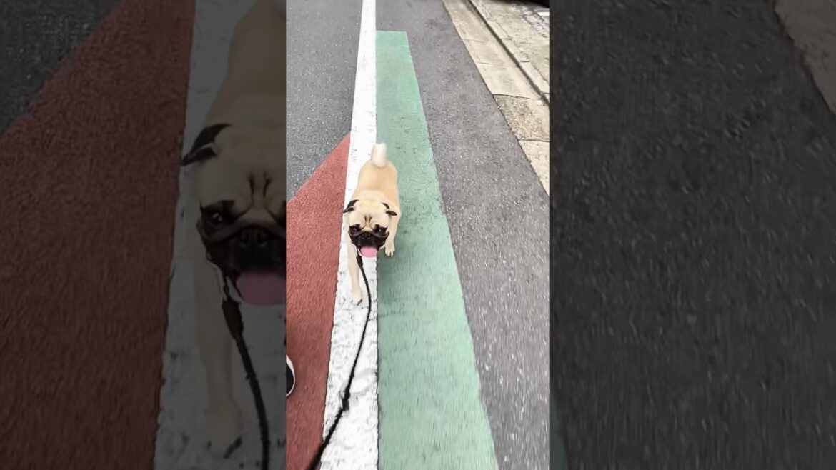 [ご機嫌] とことこパグ太郎 (Pugs walking lightly) #shorts