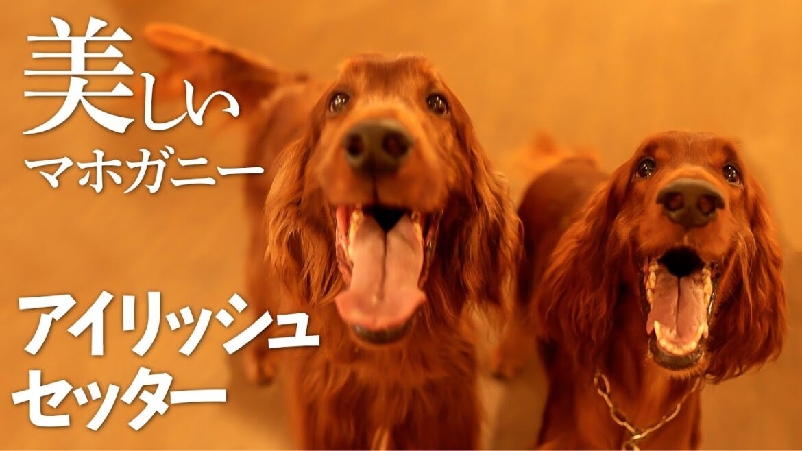【アイリッシュセッター】美しいマホガニーレッドの毛並