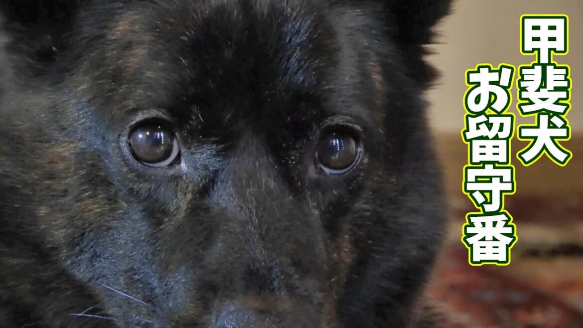 甲斐犬のお留守番-　甲斐犬いち