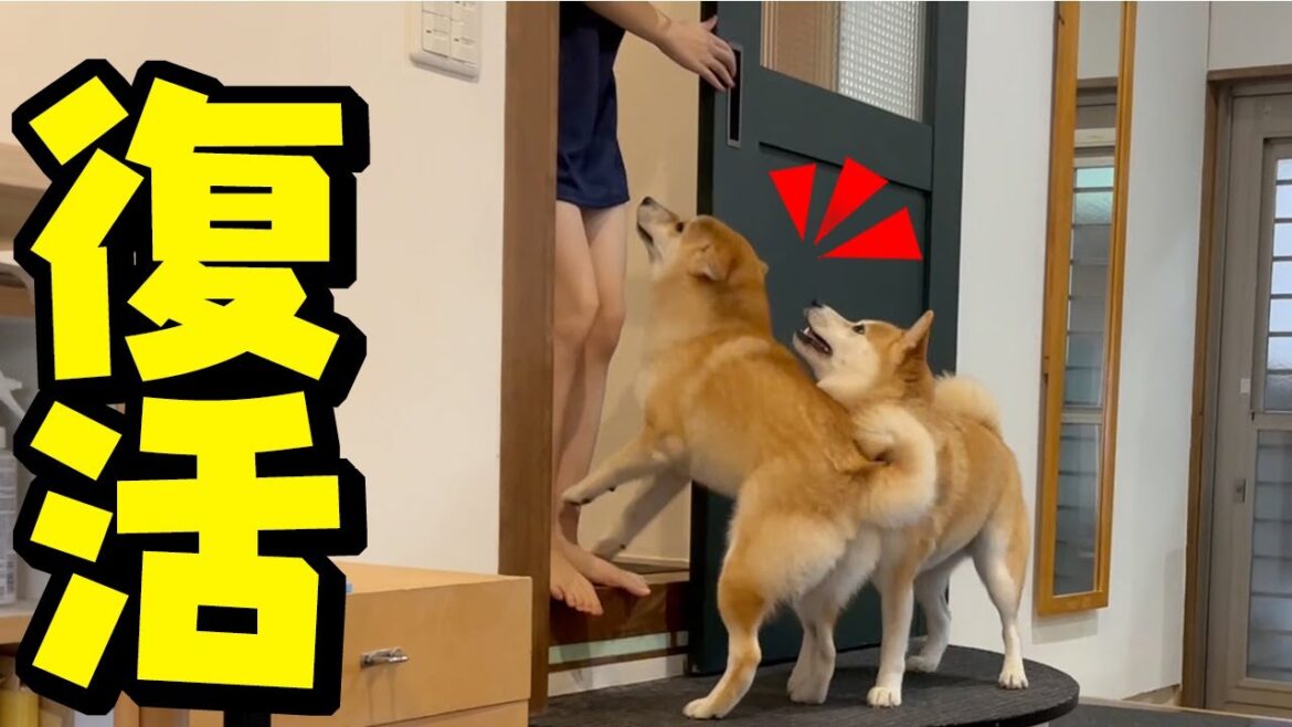 突然、隔離中の娘が元気に現れびっくりして喜ぶ柴犬姉妹が可愛い 突然、隔離中の娘が元気に現れびっくりして喜ぶ柴犬姉妹が可愛い