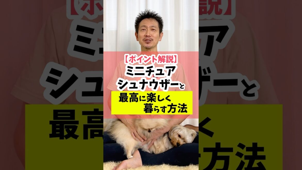 魅力がたくさん！ミニチュアシュナウザー#犬のいる暮らし #ミニチュアシュナウザー#dog