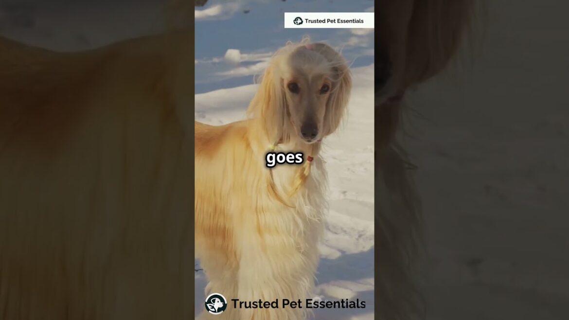 Top 5 Fastest Dog Breeds! 🐕💨 #shorts #shortvideo #short #shortsfeed