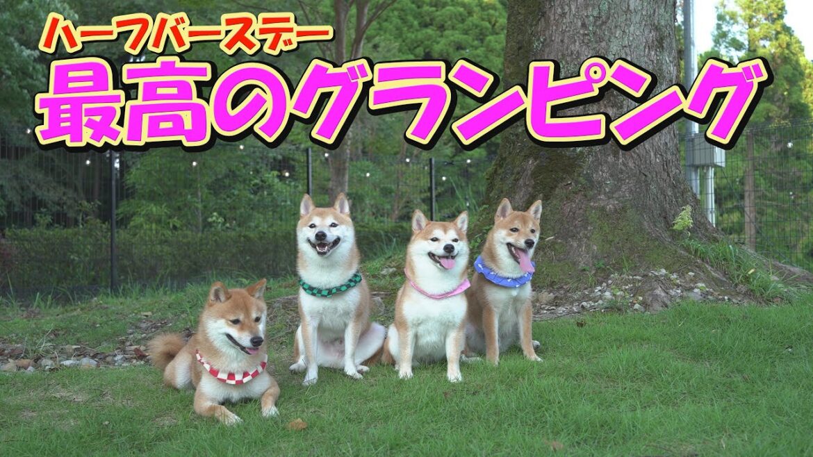 子犬の大好きな場所に連れて行ったら、心配するほどテンションが高くて驚きました・・・