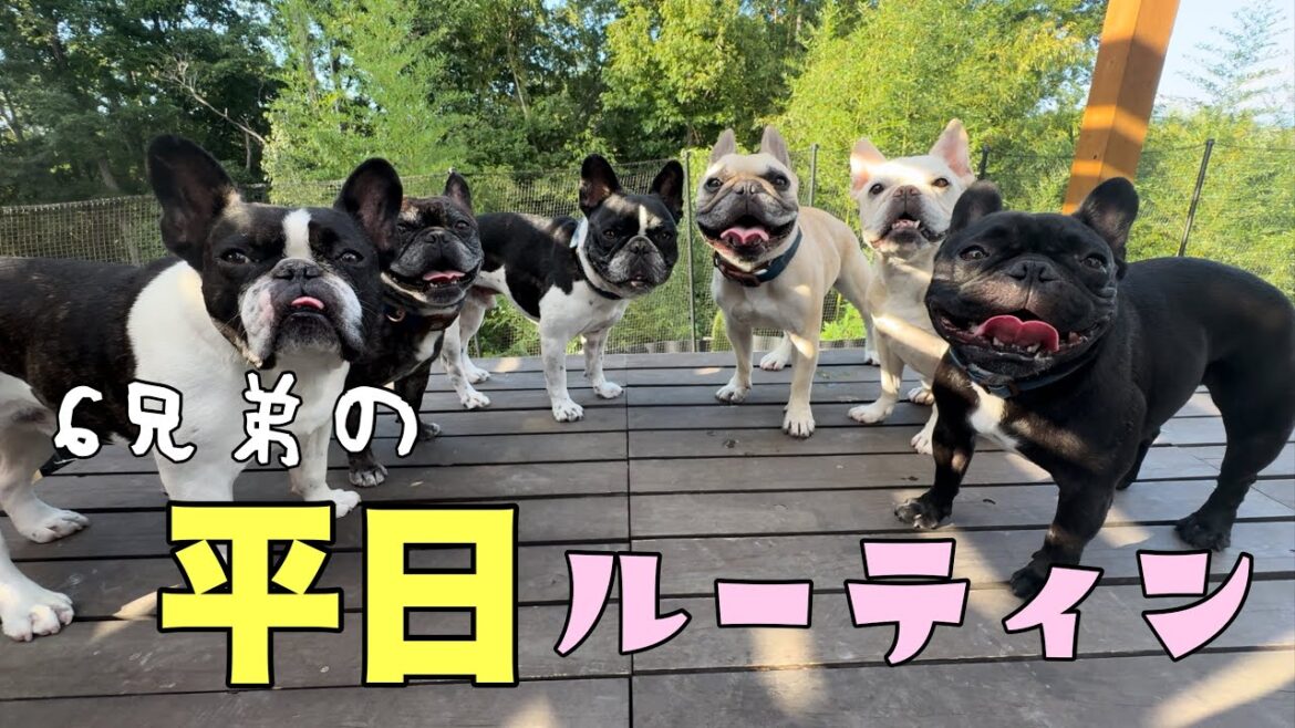 フレンチブルドック♂6頭！何もない平日ママと何して過ごしてる⁈