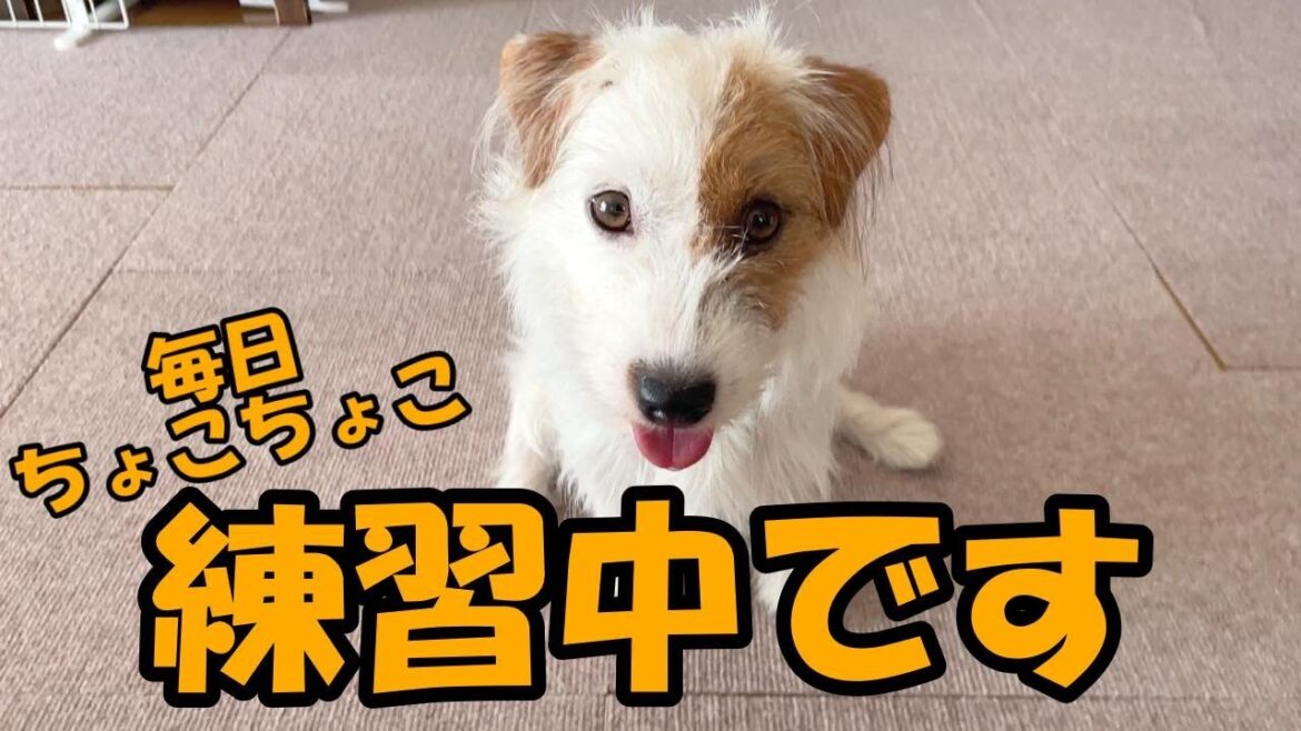【何でも壊す！】１歳のジャックラッセルテリアはお利口さんになれるのか？
