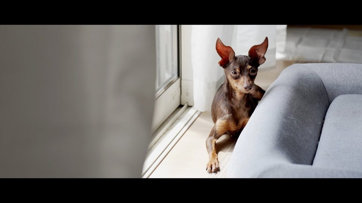 日向ぼっこに目覚めた、保護犬ミニピン