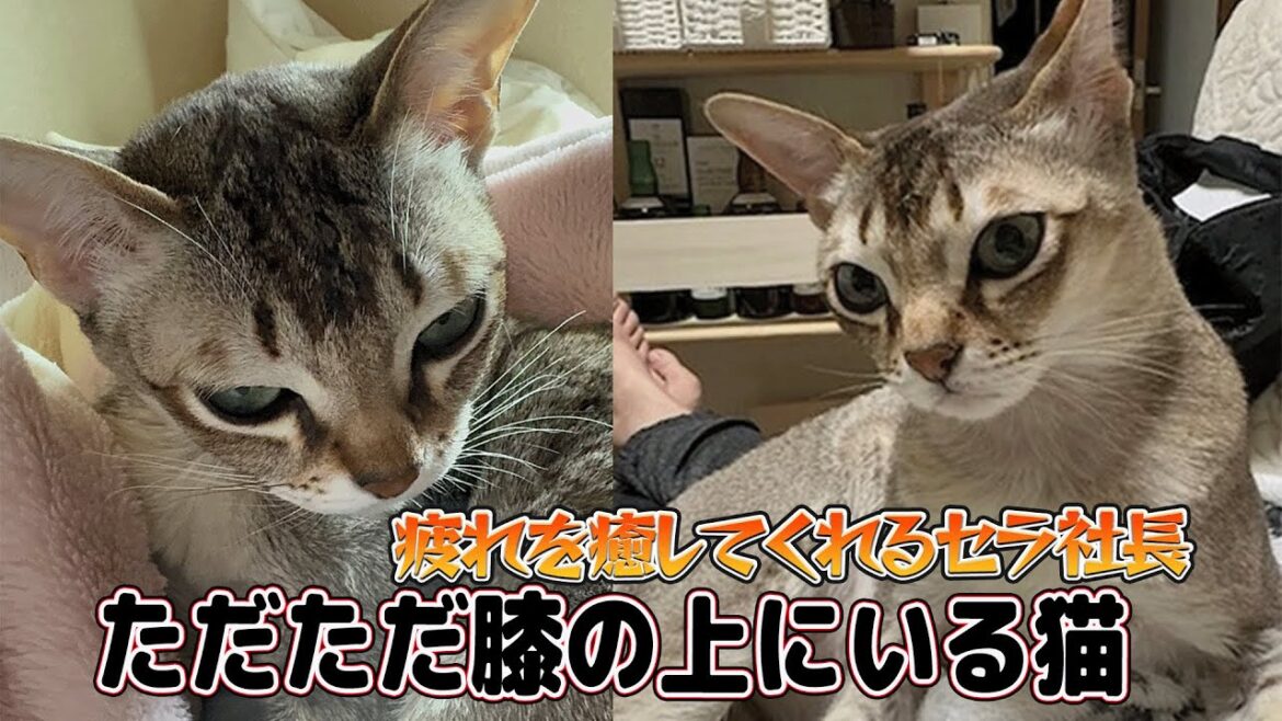 【シンガプーラ】ただただ膝の上にいる猫！膝の上でせんでも良くないですか？