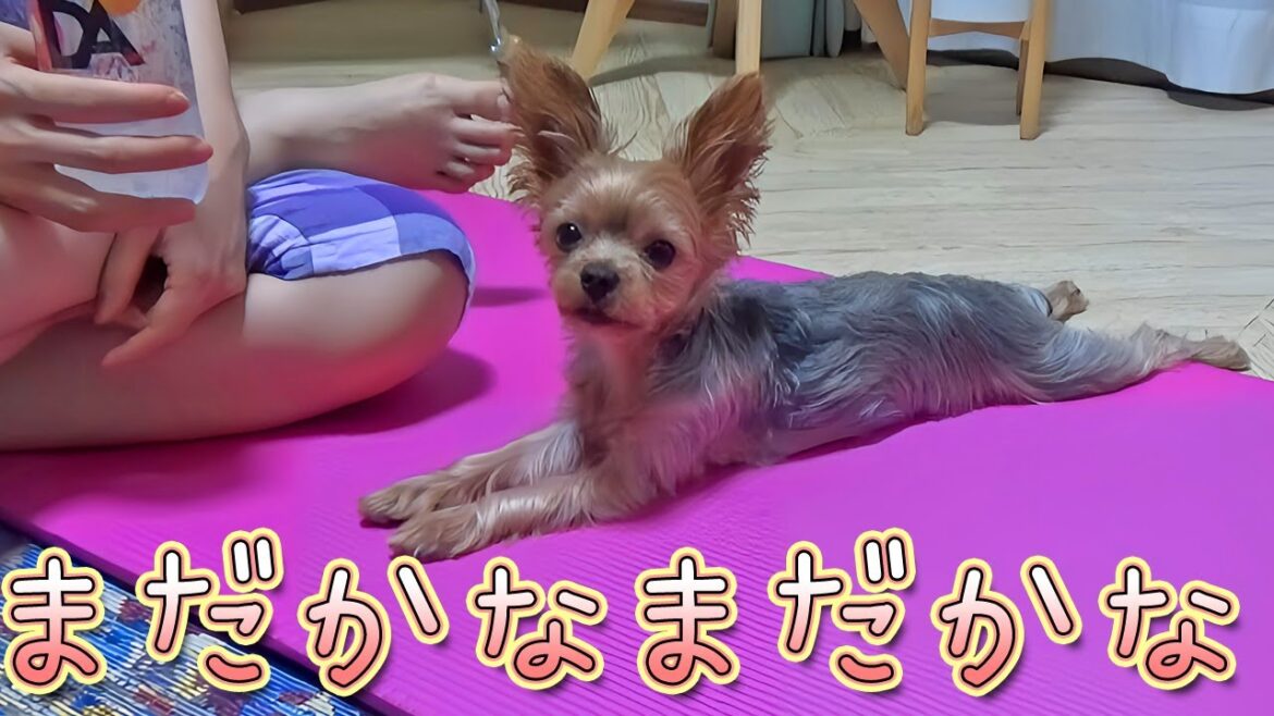 【ヨークシャテリア】良い子に待つ事ができるヨークシャテリア【Yorkshire Terrier】