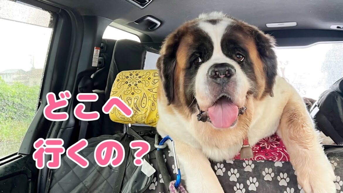 【セントバーナード】ももちゃん病気を克服したのでお出かけ嬉しいなぁ〜近くの川で遊ぶセントバーナードもも・とと・ららは大喜びです。