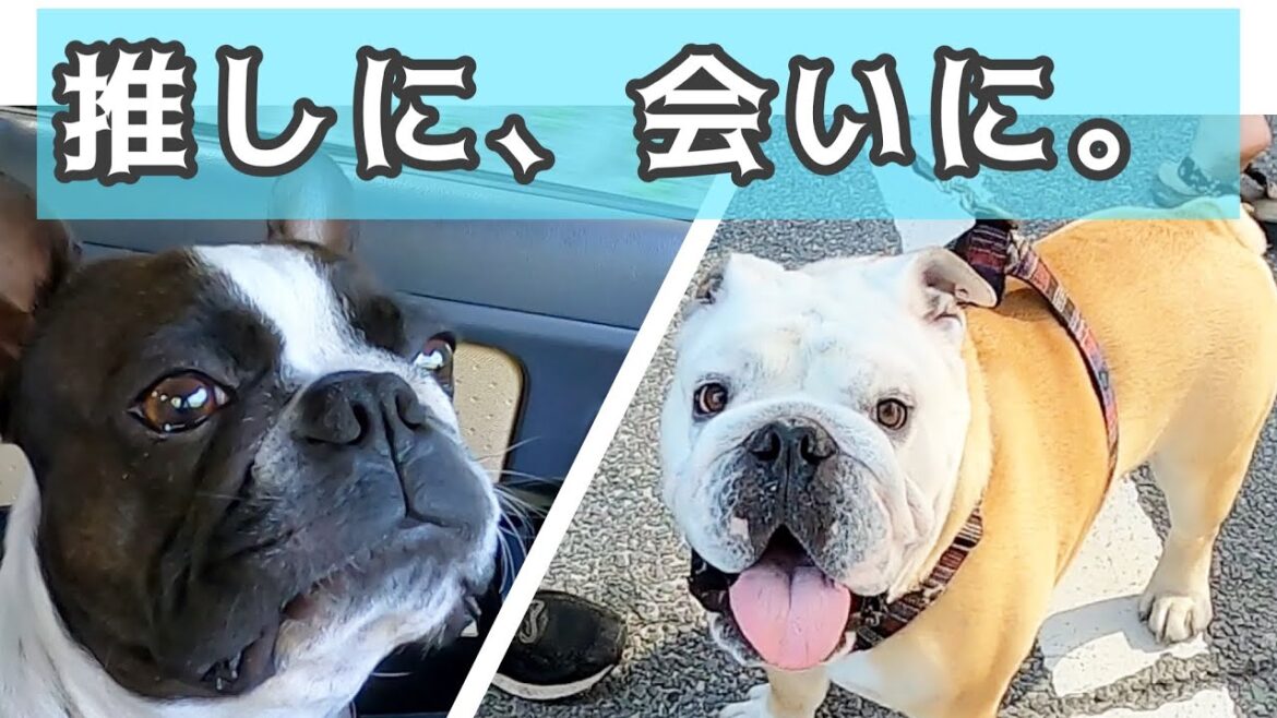ぶるまるくんに会いに草津へ向かいました！！ボストンテリアきいろさん