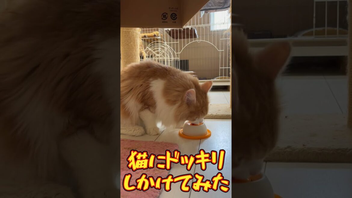 猫にドッキリしかけてみた #猫 #メインクーン #ねこ #ドッキリ