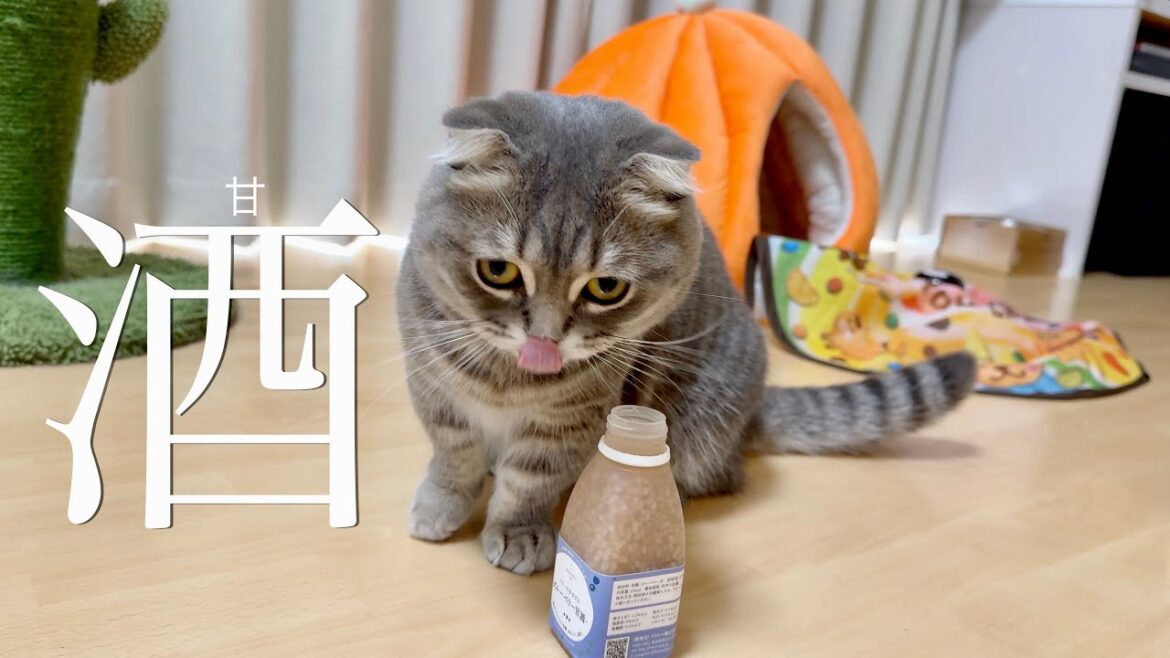 猫に酒飲ませてみた[マンチカンの銀時]