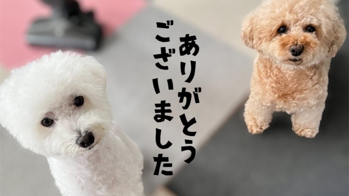 いちごミルクチャンネル終了のお知らせ