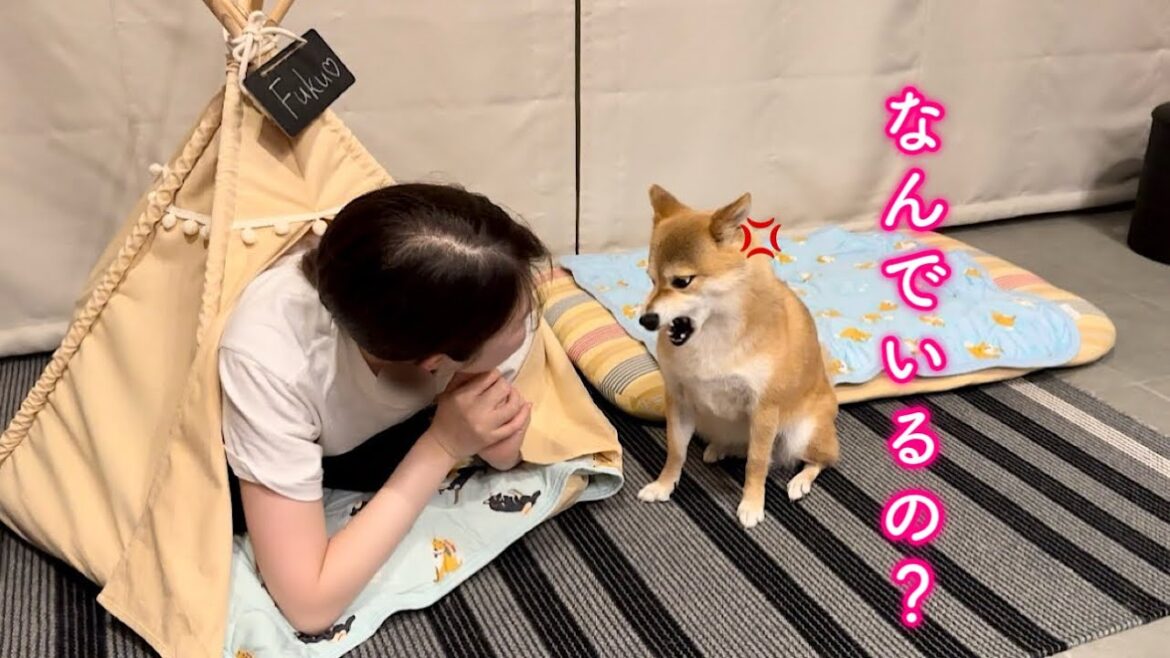 ママに自分の家に不法侵入された時の愛犬の反応が面白い